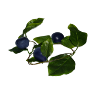 Ветка муляжей "Слива" - «globural.ru» - Йошкар-Ола