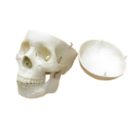 Модель "Череп человека" - «globural.ru» - Йошкар-Ола