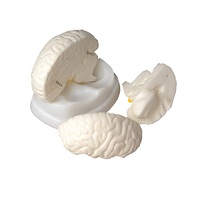 Модель мозга в разрезе - «globural.ru» - Йошкар-Ола