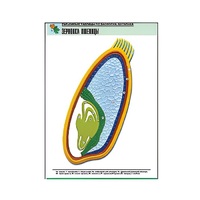 Рельефная таблица "Зерновка пшеницы" (формат А1, матовое ламинир.) - «globural.ru» - Йошкар-Ола