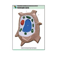 Рельефная таблица "Растительная клетка" (формат А1, матовое ламинир.) - «globural.ru» - Йошкар-Ола