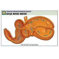 Рельефная таблица "Желудок жвачного животного" (формат А1, матовое ламинир.) - «globural.ru» - Йошкар-Ола