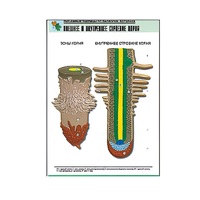 Рельефная таблица "Внешнее и внутреннее строение корня" (формат А1, матовое ламинир.) - «globural.ru» - Йошкар-Ола