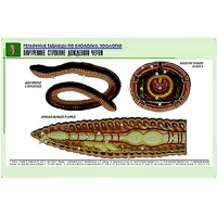 Рельефная таблица "Внутреннее строение дождевого червя" (формат А1, матовое ламинир.) - «globural.ru» - Йошкар-Ола