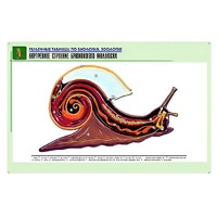 Рельефная таблица "Внутреннее строение брюхоногого моллюска" (формат А1, матовое ламинир.) - «globural.ru» - Йошкар-Ола