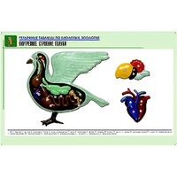 Рельефная таблица "Внутреннее строение голубя" (формат А1, матовое ламинир.) - «globural.ru» - Йошкар-Ола