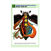 Рельефная таблица "Внутреннее строение жука" (формат А1, матовое ламинир.) - «globural.ru» - Йошкар-Ола