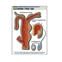 Рельефная таблица "Внутреннее строение гидры" (формат А1, матовое ламинир.) - «globural.ru» - Йошкар-Ола