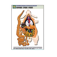 Рельефная таблица "Внутреннее строение кролика" (формат А1, матовое ламинир.) - «globural.ru» - Йошкар-Ола