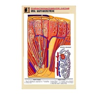 Рельефная таблица "Почка. Макро-микростроение" - «globural.ru» - Йошкар-Ола