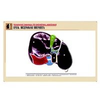 Рельефная таблица "Печень. Висцеральная поверхность" (формат А1, матовое ламинир.) - «globural.ru» - Йошкар-Ола