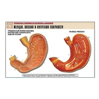 Рельефная таблица "Желудок. Внешняя и внутренняя поверхности" (формат А1, матовое ламинир.) - «globural.ru» - Йошкар-Ола