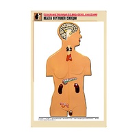 Рельефная таблица "Железы внутренней секреции" (формат А1, матовое ламинир.) - «globural.ru» - Йошкар-Ола