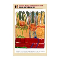 Рельефная таблица "Ворсинка кишечная с сосудом" (формат А1, матовое ламинир.) - «globural.ru» - Йошкар-Ола