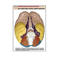 Рельефная таблица "Доли и извилины нижней поверхности полушарий головного мозга" - «globural.ru» - Йошкар-Ола
