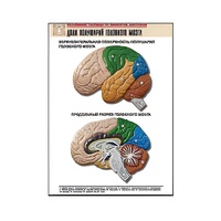 Рельефная таблица "Доли полушарий головного мозга" - «globural.ru» - Йошкар-Ола
