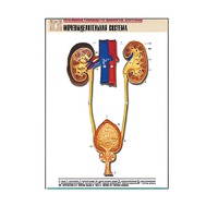 Рельефная таблица "Мочевыделительная система" (формат А1, матовое ламинир.) - «globural.ru» - Йошкар-Ола