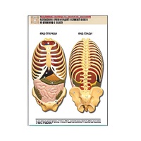 Рельефная таблица "Расположение органов грудной и брюшной полостей по отношению к скелету"(формат А1, лам.) - «globural.ru» - Йошкар-Ола