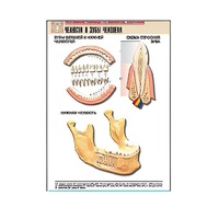 Рельефная таблица "Челюсти и зубы человека" (формат А1, матовое ламинир.) - «globural.ru» - Йошкар-Ола