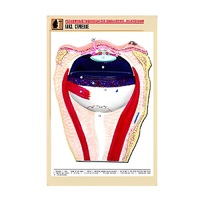 Рельефная таблица "Глаз. Строение" (формат А1, матовое ламинир.) - «globural.ru» - Йошкар-Ола