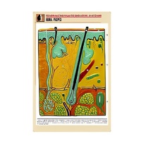 Рельефная таблица "Кожа. Разрез" (формат А1, матовое ламинир.) - «globural.ru» - Йошкар-Ола