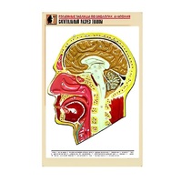 Рельефная таблица "Сагиттальный разрез головы" (формат А1, матовое ламинир.) - «globural.ru» - Йошкар-Ола