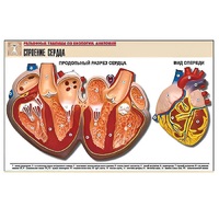 Рельефная таблица "Строение сердца" (формат А1, матовое ламинир.) - «globural.ru» - Йошкар-Ола