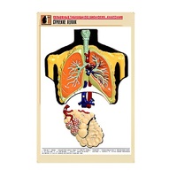 Рельефная таблица "Строение легких" (формат А1, матовое ламинир.) - «globural.ru» - Йошкар-Ола