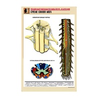 Рельефная таблица "Строение спинного мозга " (формат А1, матовое ламинир.) - «globural.ru» - Йошкар-Ола