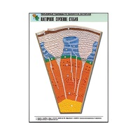 Рельефная таблица "Клеточное строение стебля" (формат А1, матовое ламинир.) - «globural.ru» - Йошкар-Ола