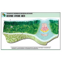 Рельефная таблица "Клеточное строение листа" (формат А1, матовое ламинир.) - «globural.ru» - Йошкар-Ола