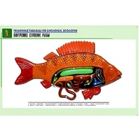 Рельефная таблица "Внутреннее строение рыбы" (формат А1, матовое ламинир.) - «globural.ru» - Йошкар-Ола