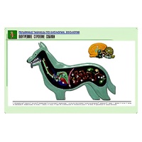 Рельефная таблица "Внутреннее строение собаки" (формат А1, матовое ламинир.) - «globural.ru» - Йошкар-Ола