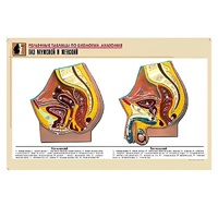Рельефная таблица "Таз мужской и женский" (формат А1, матовое ламинир.) - «globural.ru» - Йошкар-Ола