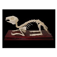 Скелет кролика - «globural.ru» - Йошкар-Ола