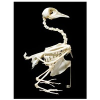 Скелет голубя - «globural.ru» - Йошкар-Ола