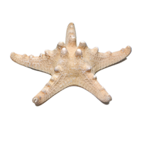 Сухой препарат "Звезда морская" (вариант 2) - «globural.ru» - Йошкар-Ола