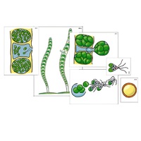 Модель-аппликация "Размножение многоклеточной водоросли" (ламинированная) - «globural.ru» - Йошкар-Ола
