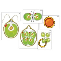 Модель-аппликация "Размножение одноклеточной водоросли" (ламинированная) - «globural.ru» - Йошкар-Ола