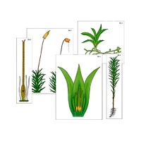 Модель-аппликация "Размножение мха" (ламинированная) - «globural.ru» - Йошкар-Ола