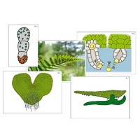 Модель-аппликация "Размножение папоротника" (ламинированная) - «globural.ru» - Йошкар-Ола