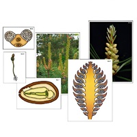 Модель-аппликация "Размножение сосны" (ламинированная) - «globural.ru» - Йошкар-Ола