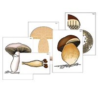 Модель-аппликация "Размножение шляпочного гриба" (ламинированная) - «globural.ru» - Йошкар-Ола