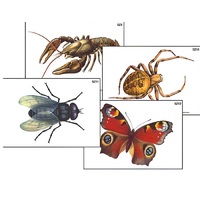 Модель-аппликация "Разнообразие беспозвоночных" (ламинированная) - «globural.ru» - Йошкар-Ола