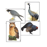 Модель-аппликация "Разнообразие высших хордовых 1. Пресмыкающиеся и птицы" (ламинированная) - «globural.ru» - Йошкар-Ола