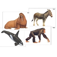 Модель-аппликация "Разнообразие высших хордовых 2. Млекопитающие" (ламинированная) - «globural.ru» - Йошкар-Ола