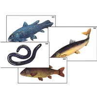 Модель-аппликация "Разнообразие низших и высших хордовых" (ламинированная) - «globural.ru» - Йошкар-Ола