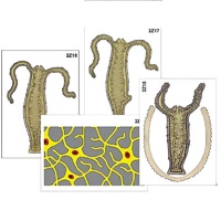 Модель-аппликация "Строение и размножение гидры" (ламинированная) - «globural.ru» - Йошкар-Ола