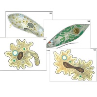 Модель-аппликация "Строение и разнообразие простейших" (ламинированная) - «globural.ru» - Йошкар-Ола
