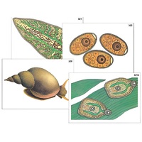 Модель-аппликация "Циклы развития печеночного сосальщика и бычьего цепня" (ламинированная) - «globural.ru» - Йошкар-Ола